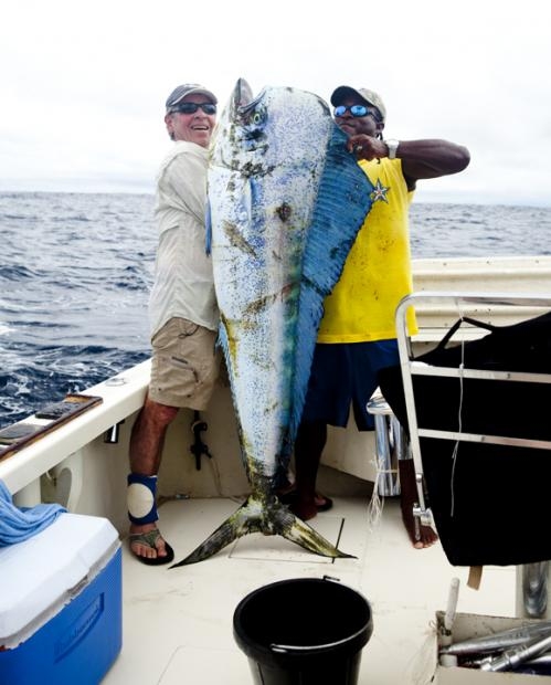 Dorado de 60 kgs